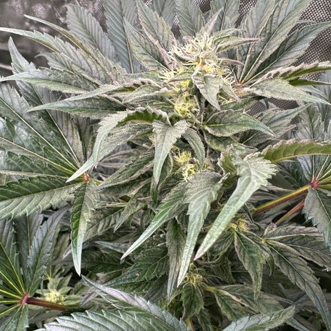 Misc x (LA Kush x Zkittles) #37 42.26g growlog timeline photo