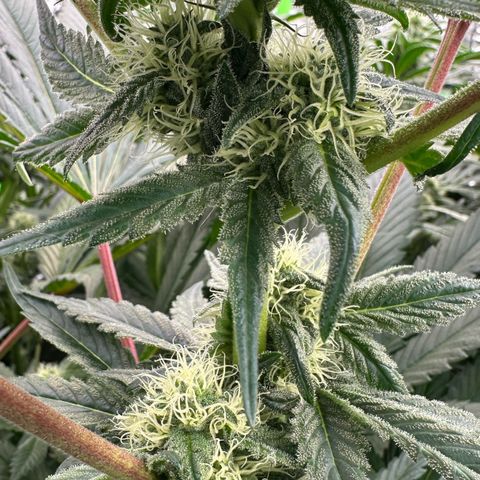 CxLAZ #16 50.72g growlog timeline photo