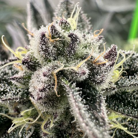 Misc x (LA Kush x Zkittles) #22 34.14g growlog timeline photo