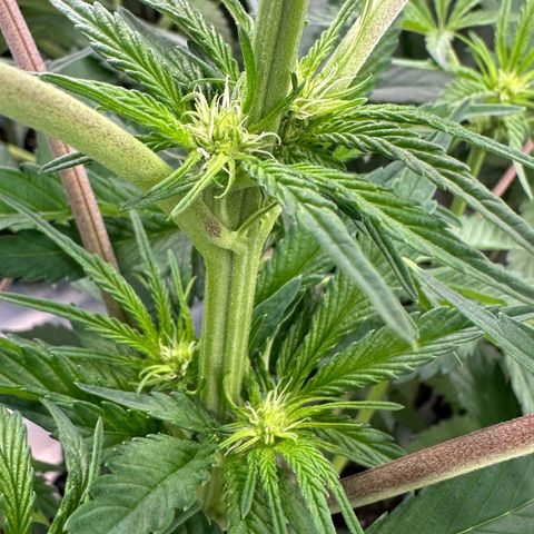CxLAZ #16 50.72g growlog timeline photo