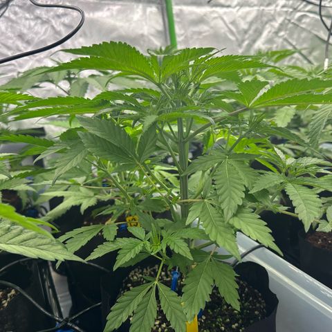 CxLAZ #16 50.72g growlog timeline photo