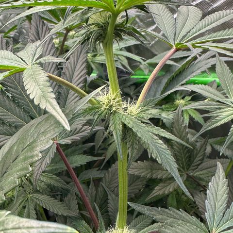 CxLAZ #06 growlog timeline photo