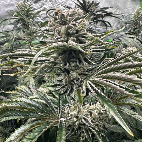 Misc x (LA Kush x Zkittles) #26 60.7g growlog timeline photo