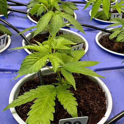 CxLAZ #20 C1 25g growlog timeline photo