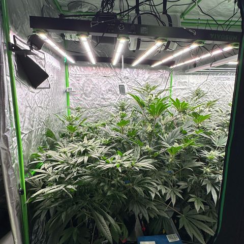 CxLAZ #16 50.72g growlog timeline photo