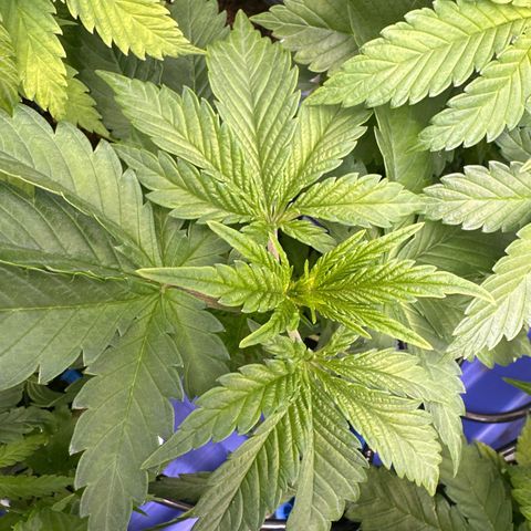 Fuel D.OG #1 Female 47.36g growlog timeline photo