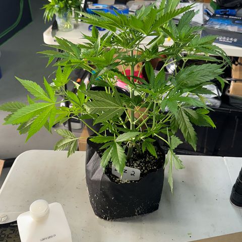 CxLAZ #16 50.72g growlog photo: Lollipoped
