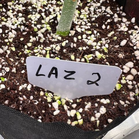 CxLAZ #16 50.72g growlog timeline photo