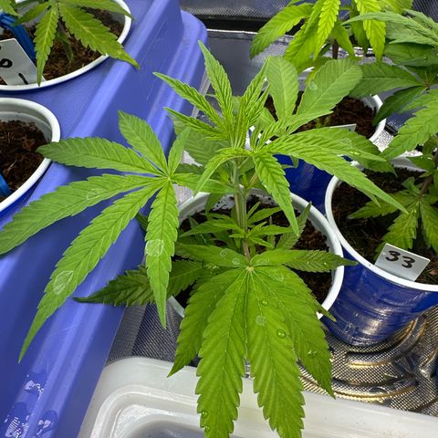 MiscxLAZ #08 C #1 growlog timeline photo