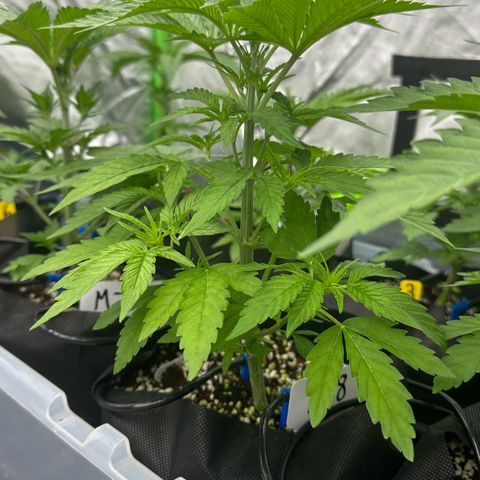 CxLAZ #16 50.72g growlog timeline photo