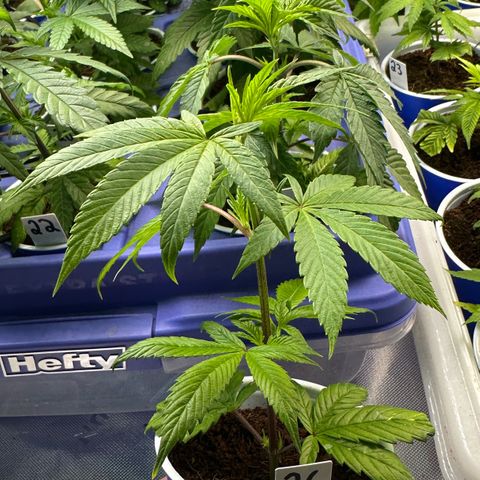 MiscxLAZ #26 C #2 growlog timeline photo