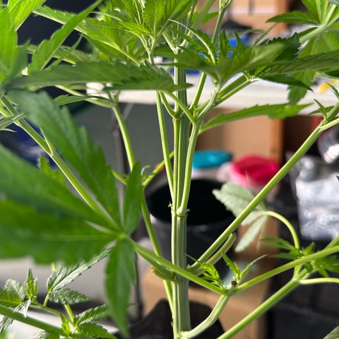CxLAZ #16 50.72g growlog photo: Lollipoped
