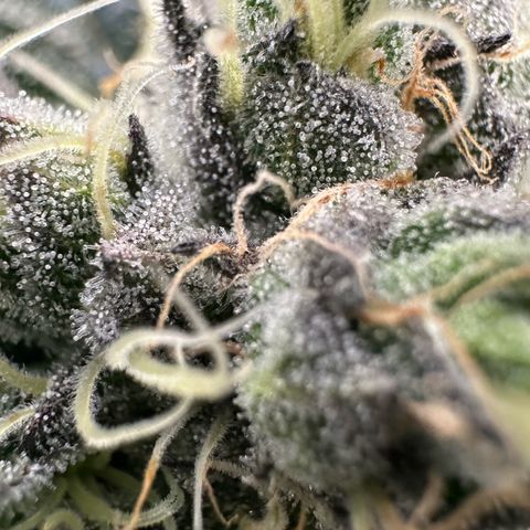 CxLAZ #11 50.28g growlog timeline photo