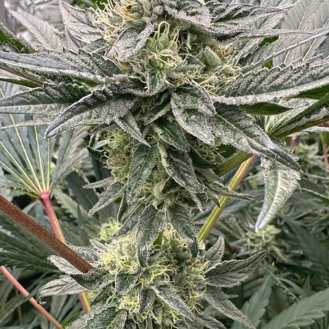 Misc x (LA Kush x Zkittles) #10 growlog timeline photo