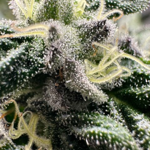 Misc x (LA Kush x Zkittles) #05 growlog timeline photo