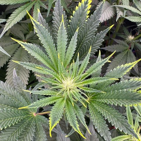 Misc x (LA Kush x Zkittles) #23 28.19g growlog timeline photo