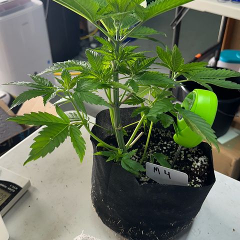 CxLAZ #16 50.72g growlog photo: Lollipoped