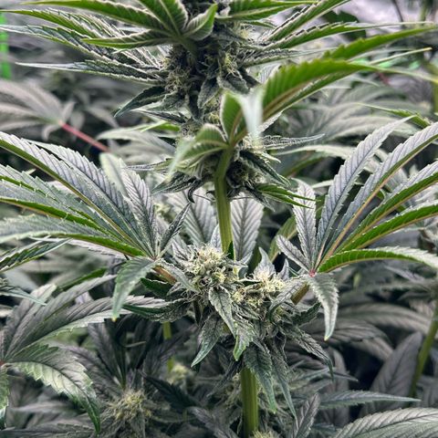 Misc x (LA Kush x Zkittles) #26 60.7g growlog timeline photo