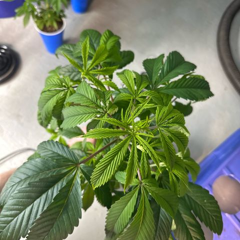 MiscxLAZ #26 C #1 47.15g growlog timeline photo