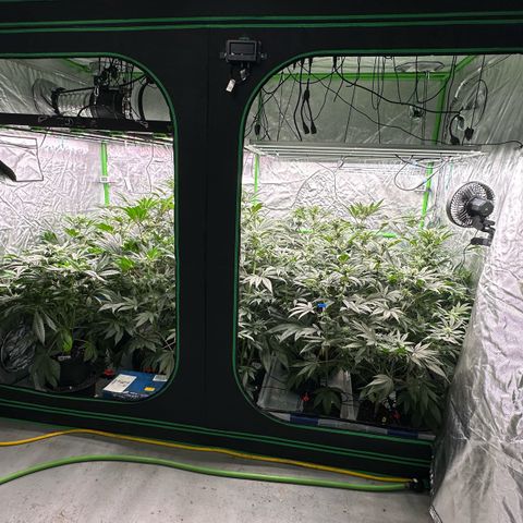 CxLAZ #16 50.72g growlog timeline photo