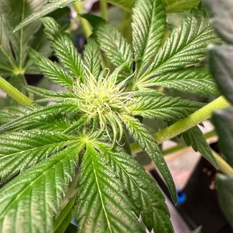 CxLAZ #16 50.72g growlog photo: Pollenated bud site
