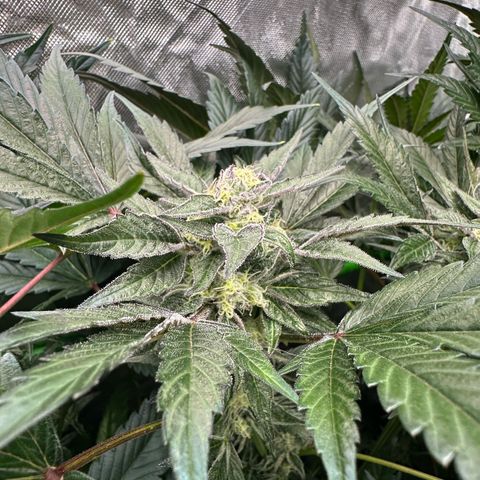 Misc x (LA Kush x Zkittles) #37 42.26g growlog timeline photo