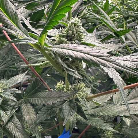 CxLAZ #06 growlog timeline photo