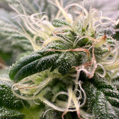 CxLAZ #03 45.52g growlog photo: Pollen sac from training on Tuesday