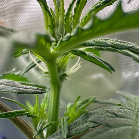 Auto Think Different  #1 growlog timeline photo