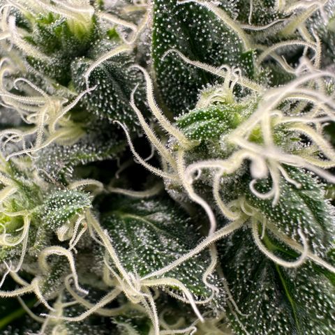 Misc x (LA Kush x Zkittles) #08 growlog timeline photo