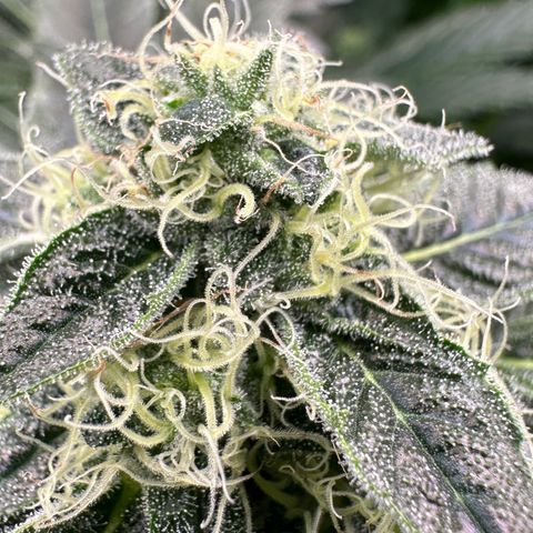 CxLAZ #20 13.7g growlog timeline photo