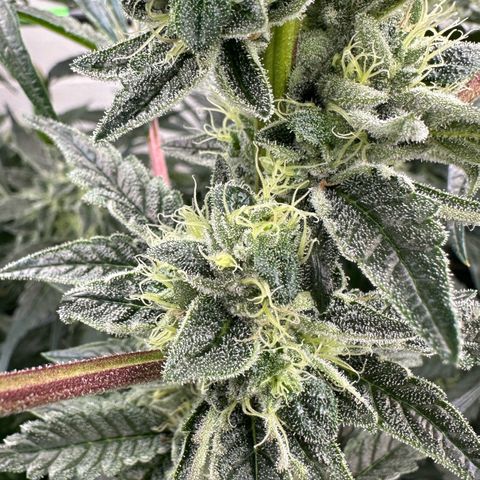 Misc x (LA Kush x Zkittles) #23 28.19g growlog timeline photo
