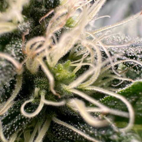 CxLAZ #15 52g growlog timeline photo