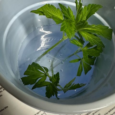 Fuel D.OG #2 Female 49.44g M growlog photo: Took clones