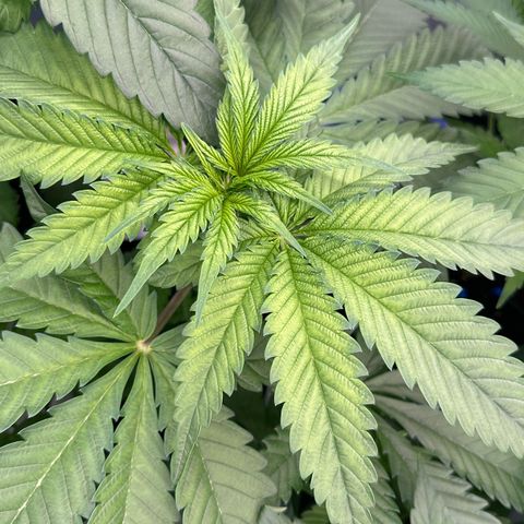 CxLAZ #16 50.72g growlog timeline photo