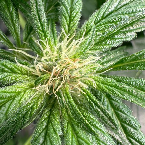 CxLAZ #16 50.72g growlog photo: Pollenated bud site 24hr later