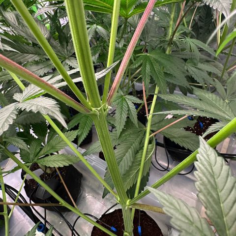 CxLAZ #03 45.52g growlog timeline photo