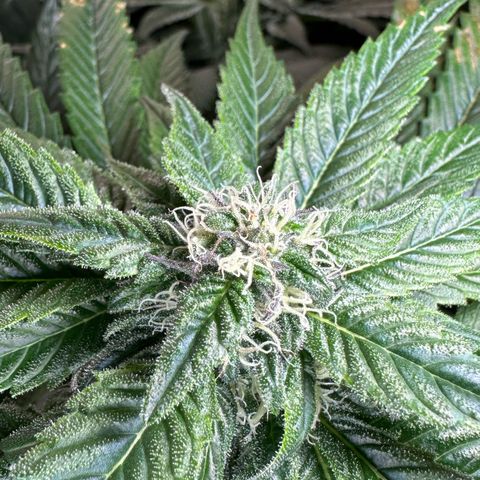Misc x (LA Kush x Zkittles) #35 28.55g growlog timeline photo