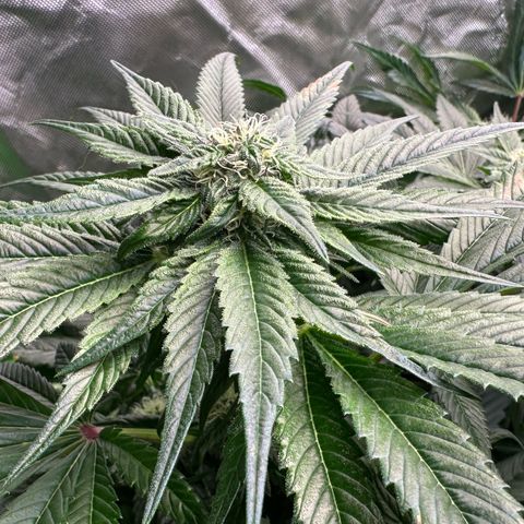 Misc x (LA Kush x Zkittles) #35 28.55g growlog timeline photo