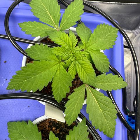 Fuel D.OG #2 Female 49.44g M growlog timeline photo