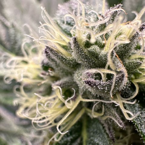 Misc x (LA Kush x Zkittles) #10 growlog timeline photo