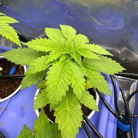 Fuel D.OG #2 Female 49.44g M growlog timeline photo