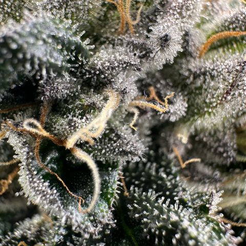 Misc x (LA Kush x Zkittles) #27 33.12g growlog timeline photo