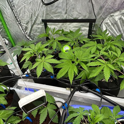 Misc x (LA Kush x Zkittles) #26 60.7g growlog timeline photo