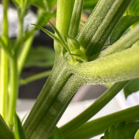 CxLAZ #16 50.72g growlog photo: Lollipoped
