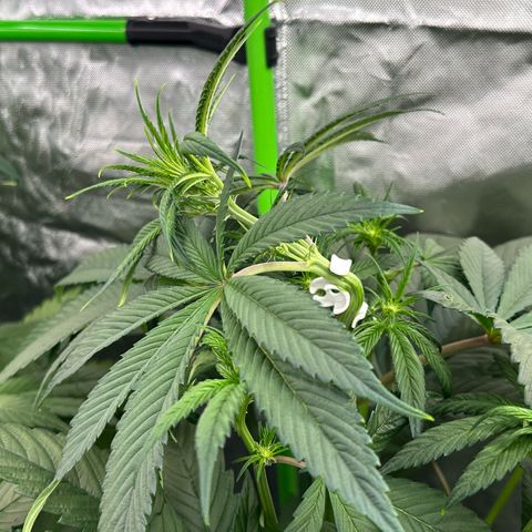 CxLAZ #16 50.72g growlog timeline photo