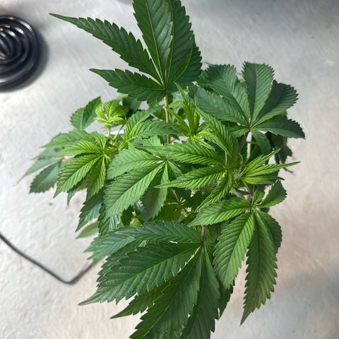MiscxLAZ #37 C growlog timeline photo