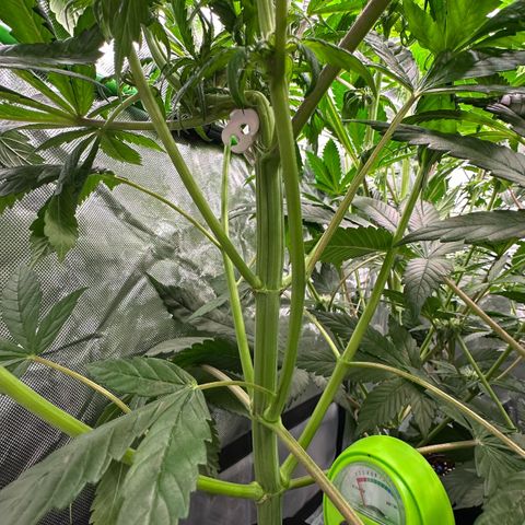 CxLAZ #16 50.72g growlog timeline photo