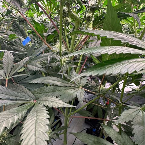 CxLAZ #15 52g growlog timeline photo