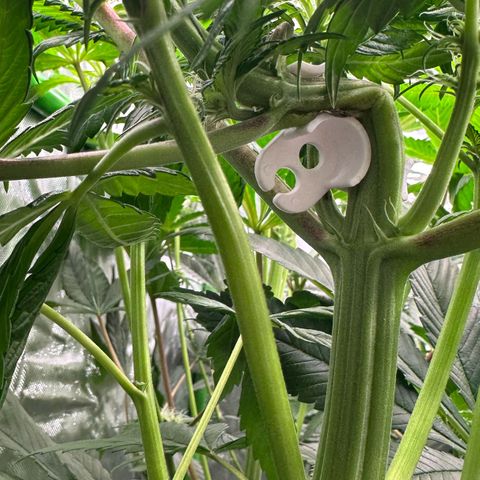 CxLAZ #16 50.72g growlog timeline photo
